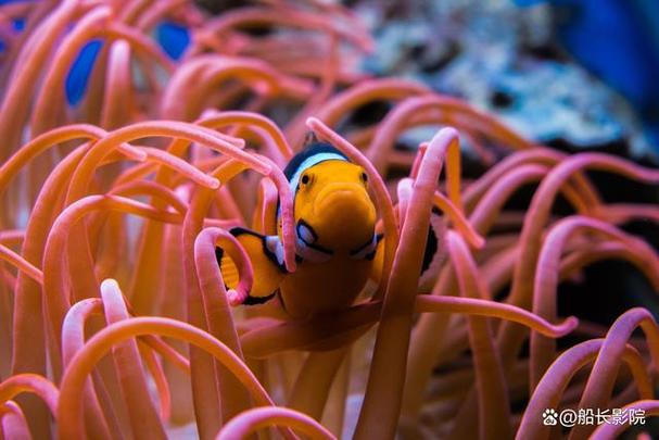 小丑鱼能在淡水里养吗_小丑鱼海水养，设备盐温要备齐