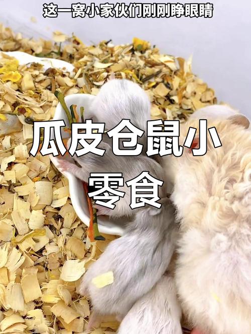 仓鼠能吃什么水果当零食_哪些能吃? 仓鼠能吃什么水果当零食_哪些能吃?