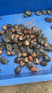 麝香龟最大长多大_麝香龟怎么养长得好？