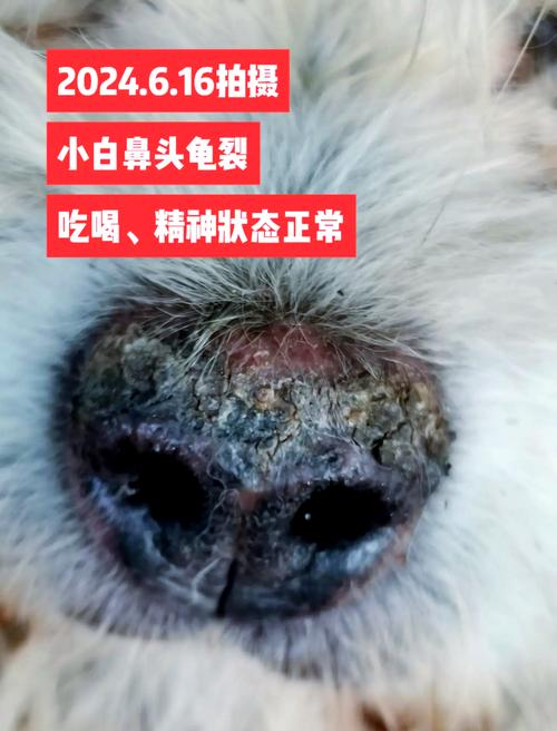 狗鼻子发干是怎么回事_狗狗鼻子干？注意健康！