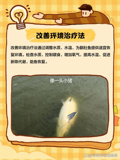 金鱼翻肚子的原因及处理方法_金鱼翻肚子怎么办？快速解决方法