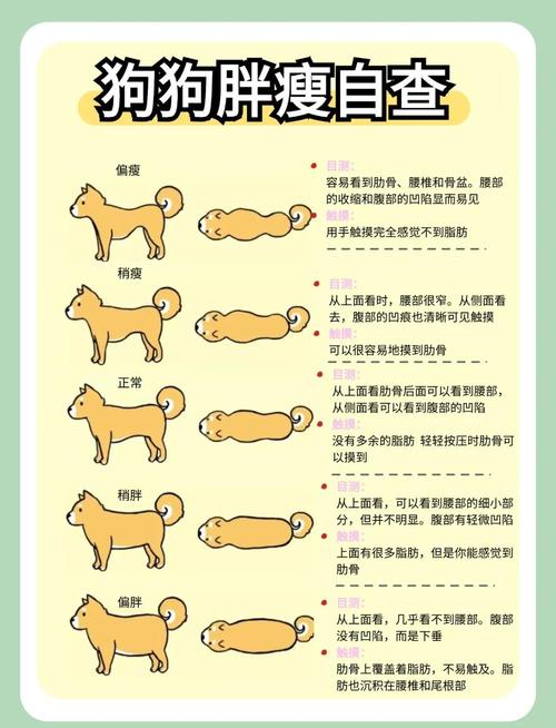 怎么判断小狗多大了_小狗牙齿替换顺序判断年龄