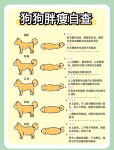 怎么判断小狗多大了_小狗牙齿替换顺序判断年龄