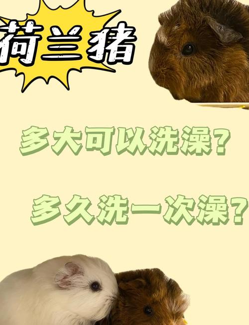 养宠物猪不做绝育可以吗_选对宠物猪品种,科学喂养少烦恼 养宠物猪不做绝育可以吗_选对宠物猪品种,科学喂养少烦恼