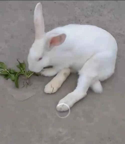 兔子很难养活_别打骂,喂食适度,注意温湿度 兔子很难养活_别打骂,喂食适度,注意温湿度