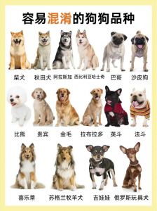 公认10种最好养的狗_选对狗狗，生活添色彩！