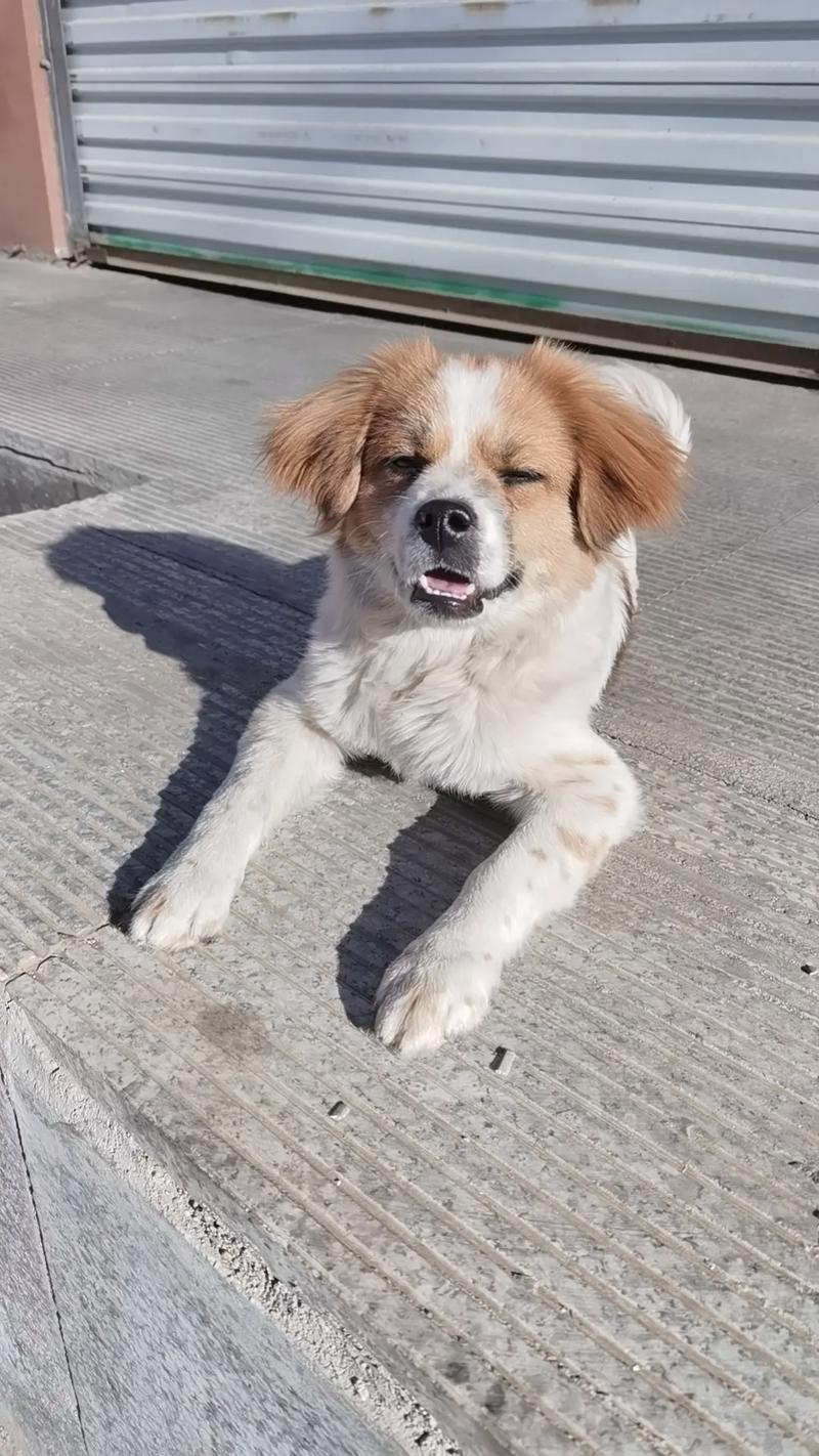 蝴蝶犬串串能长25斤吗_蝴蝶串串体型看爹妈,喂训要科学,健康成长! 蝴蝶犬串串能长25斤吗_蝴蝶串串体型看爹妈,喂训要科学,健康成长!