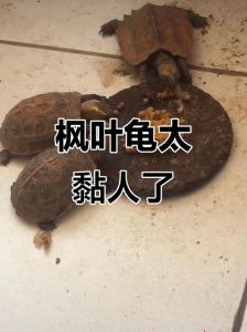 枫叶龟可以只吃龟粮吗_枫叶龟饮食多样，注意温湿，合法领养