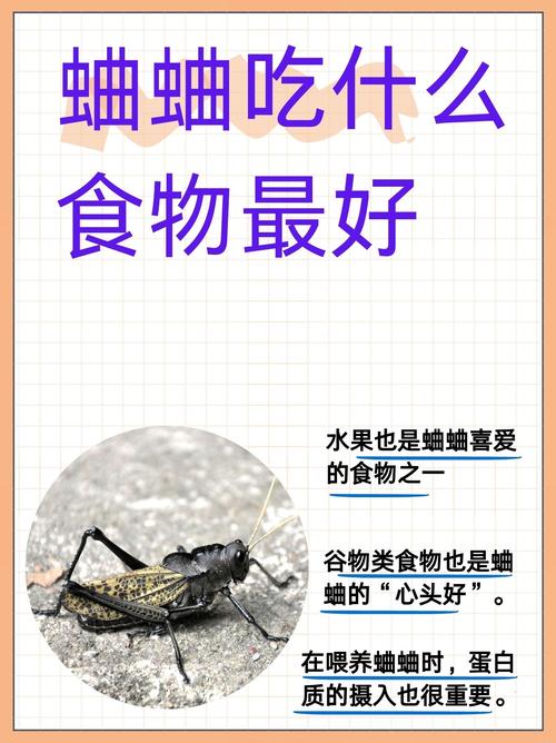 蟋蟀幼虫吃什么才能养活_新手养蟋蟀，呵护若虫小技巧