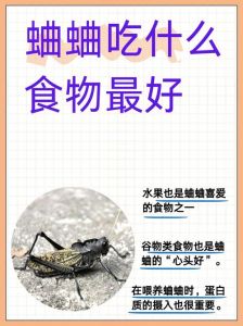 蟋蟀幼虫吃什么才能养活_新手养蟋蟀，呵护若虫小技巧