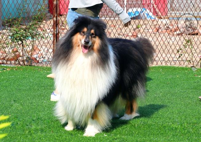 苏格兰牧羊犬属于禁养犬种吗_北京禁养，成都不禁，养犬责任需承担