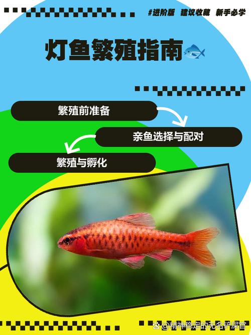 红绿灯鱼怎么判断要产卵_红绿灯鱼产卵观察要点 红绿灯鱼怎么判断要产卵_红绿灯鱼产卵观察要点