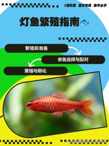 红绿灯鱼怎么判断要产卵_红绿灯鱼产卵观察要点