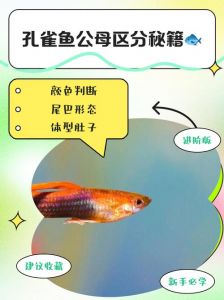 孔雀鱼公母对照图解_孔雀鱼公母怎么分？看体型背鳍尾鳍和胎斑