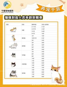 11个月猫咪相当于人类几岁_1岁≈15岁，不同阶段需不同照顾