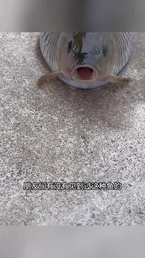 观赏鱼肚子胀得特别大_金鱼肚子变大怎么办？