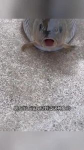 观赏鱼肚子胀得特别大_金鱼肚子变大怎么办？