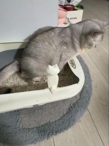 猫咪总是拉在猫砂盆儿外边_猫咪在猫砂盆边缘排便怎么办？