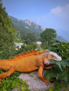 绿鬣蜥为什么是黄色_绿鬣蜥颜色多样，选育与自然变化解析