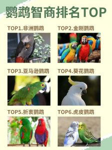 智商最高的十大鹦鹉_聪明鸟儿学人语