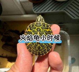 肯豹龟属于什么档次_稀有保护肯豹龟，拒绝非法交易