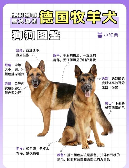 十大牧羊犬排行榜图片_帅气忠诚牧羊犬,给你欢乐陪伴! 十大牧羊犬排行榜图片_帅气忠诚牧羊犬,给你欢乐陪伴!
