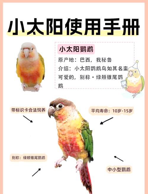 如何判断鹦鹉已经认主人了_养鹦鹉怎么认主？亲昵互动是关键