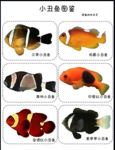 小丑鱼淡水养能活几天_小丑鱼不能淡水养，放进去会死