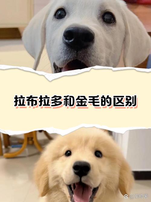 金毛是不是拉布拉多_金毛与拉布拉多的区别