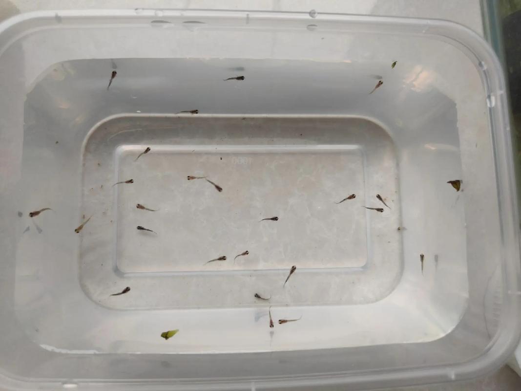 孔雀鱼生了4天后再下小鱼_孔雀鱼21-25天繁殖，母鱼产后1-2周恢复