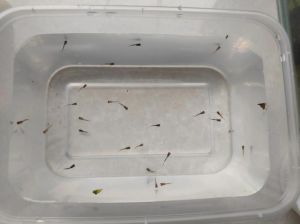 孔雀鱼生了4天后再下小鱼_孔雀鱼21-25天繁殖，母鱼产后1-2周恢复