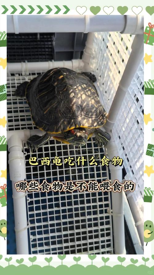 怎么判断巴西龟饿了_巴西龟饿了爱扒底,肚子瘪,快喂食! 怎么判断巴西龟饿了_巴西龟饿了爱扒底,肚子瘪,快喂食!