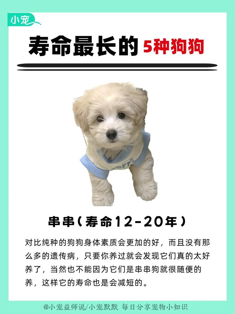 80岁老人适合养什么狗_80岁老人晚年养狗,选对伴侣更幸福 80岁老人适合养什么狗_80岁老人晚年养狗,选对伴侣更幸福