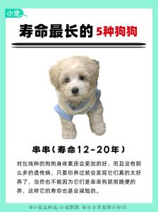 80岁老人适合养什么狗_80岁老人晚年养狗，选对伴侣更幸福