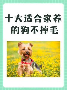 建议穷人养的10种宠物_土狗泰迪巴哥比熊，经济又忠诚！