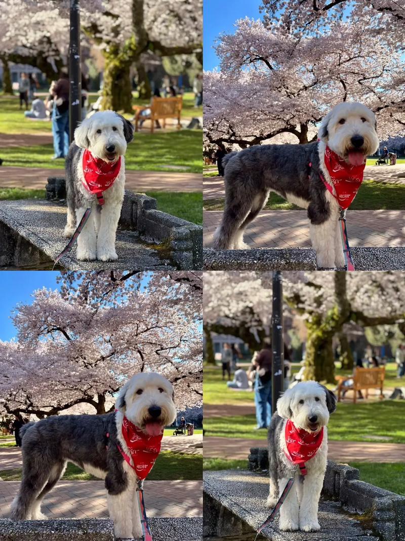 古牧犬掉毛吗智商高吗_古牧掉毛多？护理要点看这里！