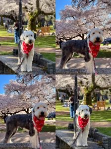 古牧犬掉毛吗智商高吗_古牧掉毛多？护理要点看这里！