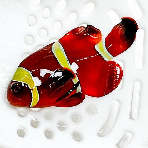 金透红小丑鱼好养吗_澳大利亚金纹小丑鱼养护指南