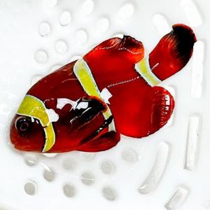 金透红小丑鱼好养吗_澳大利亚金纹小丑鱼养护指南