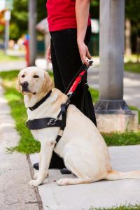 导盲犬是什么狗品种_视障人士的第二双眼睛