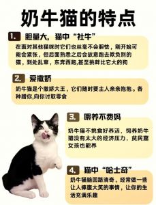 猫咪可以吃熟牛肉吗_猫咪可吃熟牛肉，助健康，无调料少量喂