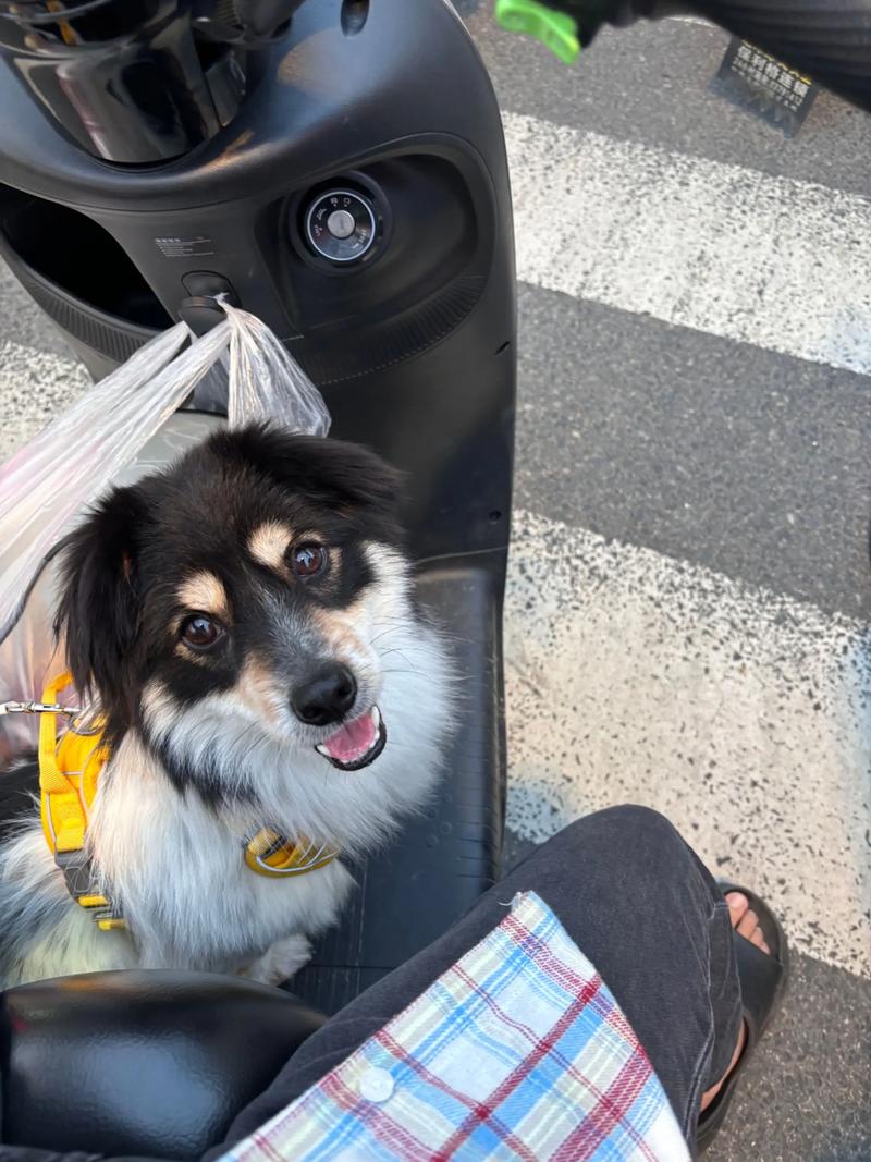 蝴蝶犬串串图片对照表_可爱混血，健康粘人，快来领养！