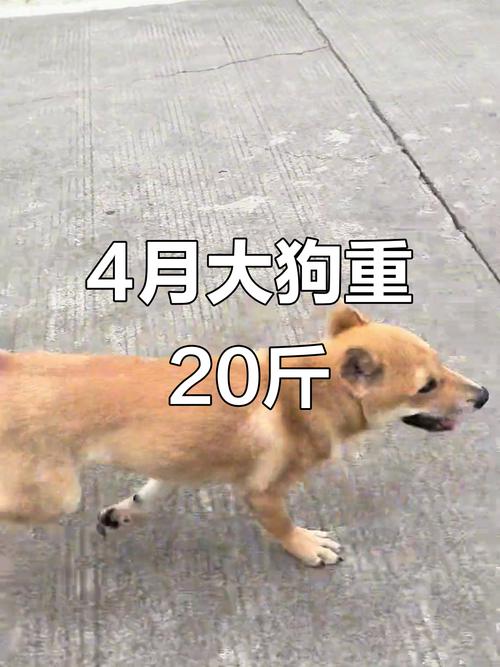 土狗几个月算成年狗_土狗几个月成熟？8-12个月成年需注意啥