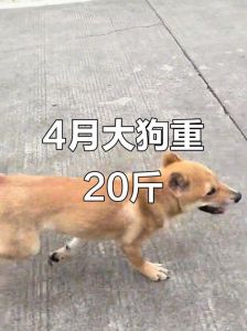 土狗几个月算成年狗_土狗几个月成熟？8-12个月成年需注意啥