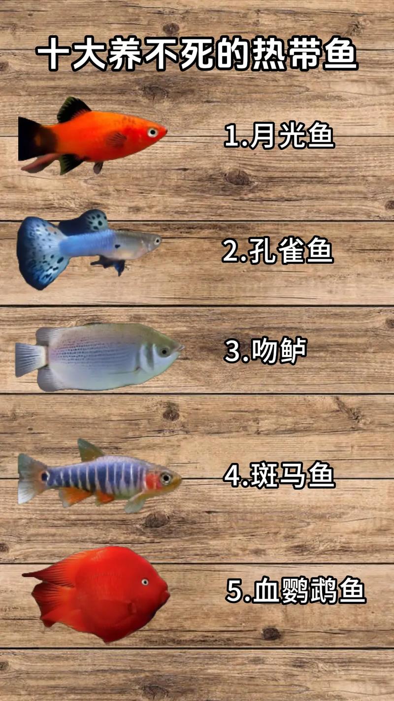 观赏鱼不喂鱼食会饿死吗_鱼饿几天没事?喂对才健康! 观赏鱼不喂鱼食会饿死吗_鱼饿几天没事?喂对才健康!