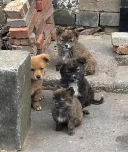 一窝狗怎么挑最好的_狗狗胡须数量性格