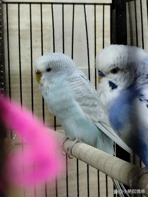 牡丹鹦鹉刀胸图片_牡丹鹦鹉刀胸怎么办?科学调理保健康! 牡丹鹦鹉刀胸图片_牡丹鹦鹉刀胸怎么办?科学调理保健康!