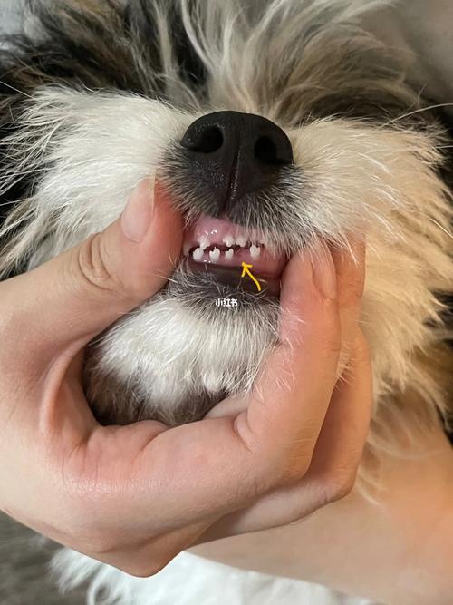 狗狗换牙期间有什么特征_从20天长牙到6个月换完