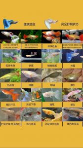 同一窝孔雀鱼能配对吗_孔雀鱼近亲繁殖风险大，三代内易病体弱