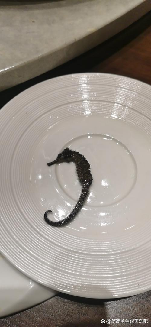 狗仔鲸黄化图片_狗仔鲸黄化基因突变或环境影响